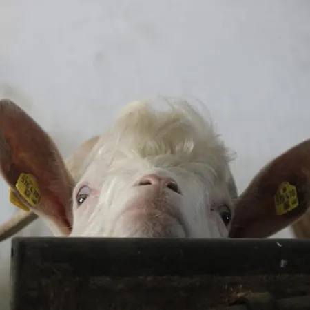 Апартаменты Lehenbrandthof Леоганг