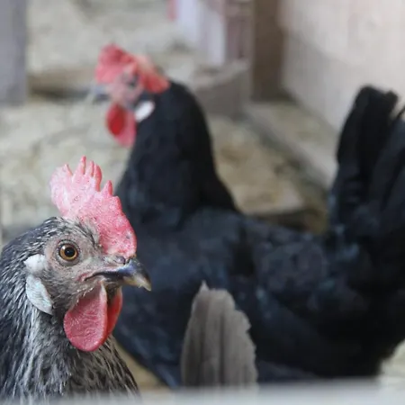 Lehenbrandthof レオガング