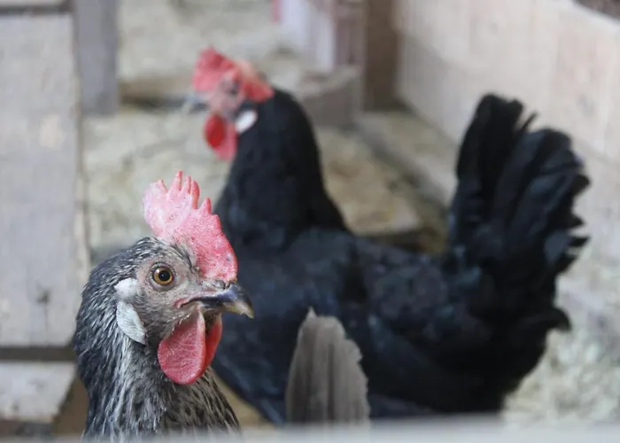 Lehenbrandthof Леоганг