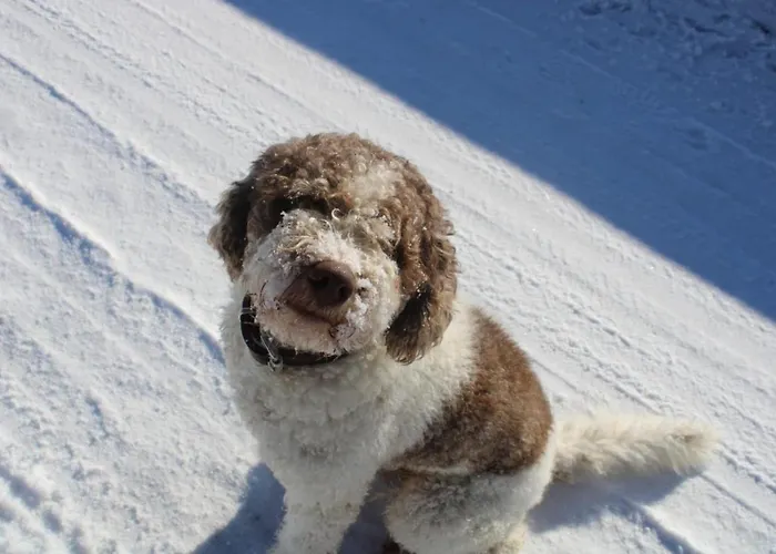 Lehenbrandthof 레오강